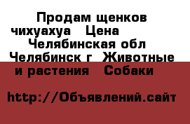 Продам щенков чихуахуа › Цена ­ 10 000 - Челябинская обл., Челябинск г. Животные и растения » Собаки   